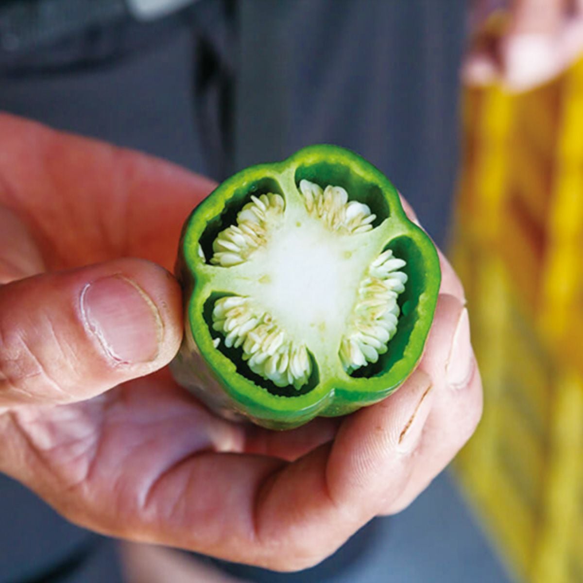 栽培期間中農薬・化学肥料不使用【手摘みの夏野菜】三浦農園の贈答