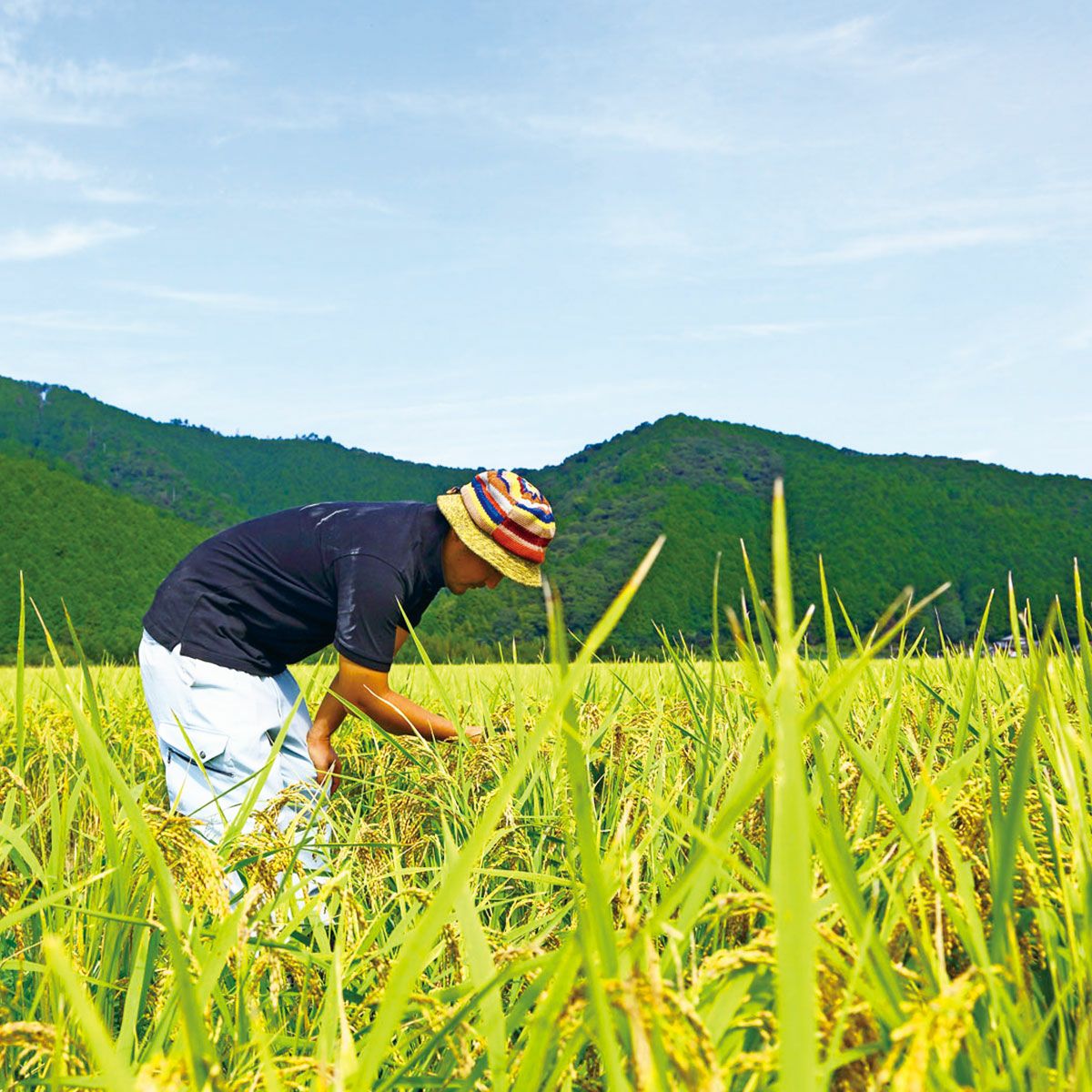 数量限定！【高知県四万十町産】幻の香るお米(1kg) | しまんとリバーストア